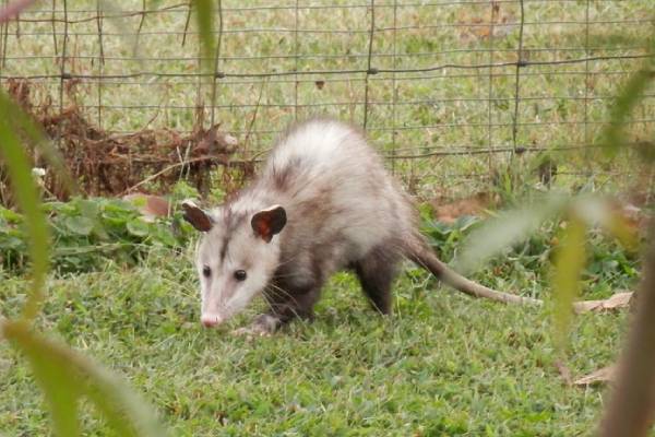 a rodent standing on grass surrounded by wire fence